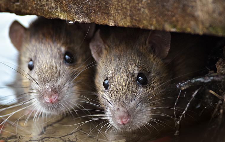 Find Out About Rat Control & Prevention In CA