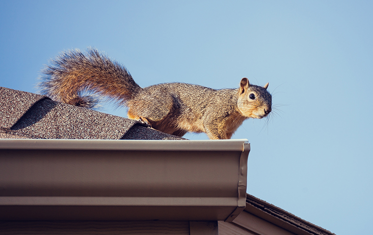 a squirrel standing on a house rooftop in fortuna california