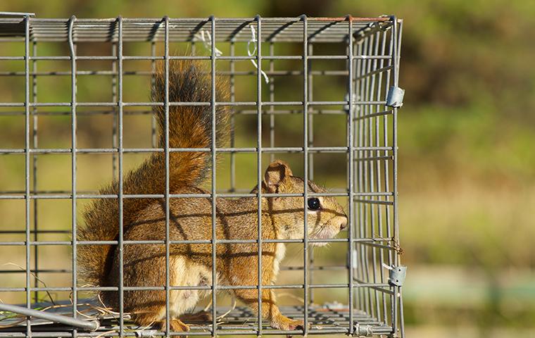a squirrel inside a trap outside a california residence