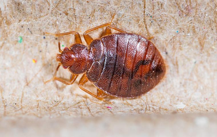 close up of a red bed bug crawling on a persons skin