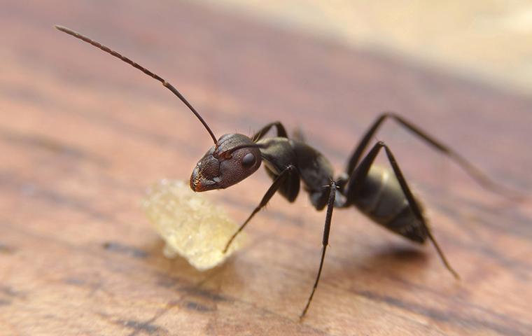 a black ant crawling on a wooden countertop in a california home