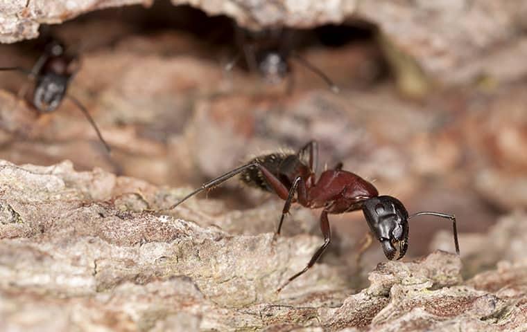 a colony of pavement ants crawling out of an ant hill on a eureka property