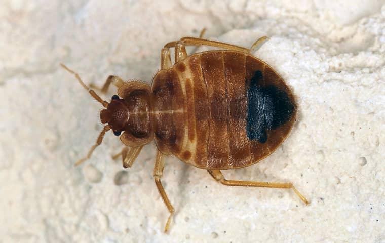 Blog Guide To Bed Bug Detection In Humboldt County