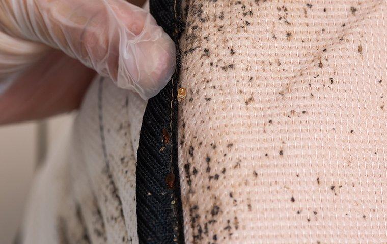 bed bug infested mattress pictures