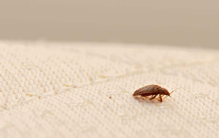 One of many bed bugs contaminating a eureka mattress