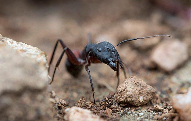 carpenter ant on rocks