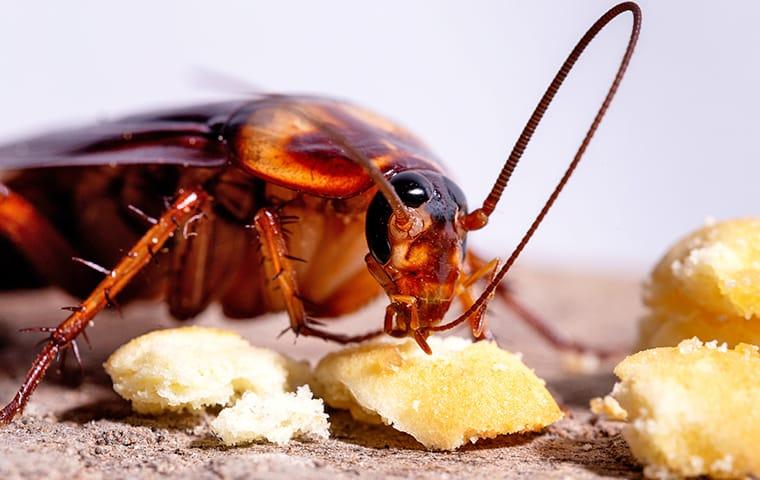 an oriental cockroach eating crumbs off of a eureka kitchen counter top during daylight