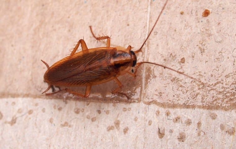 roach on tile floor