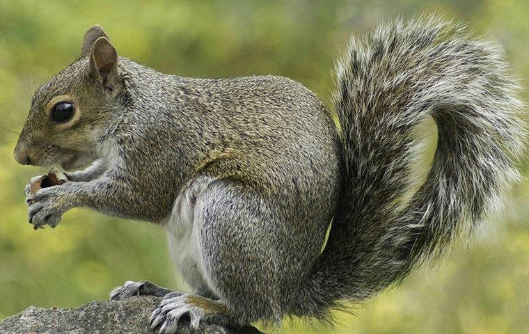 a gray squirrel sitting and eating on a rock