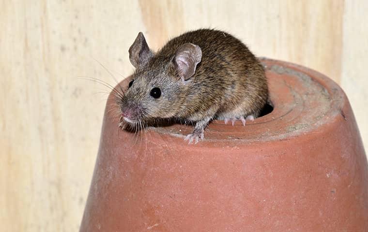 a house mouse crawling through the draining whole of an upside down flowerpot in an eureka home