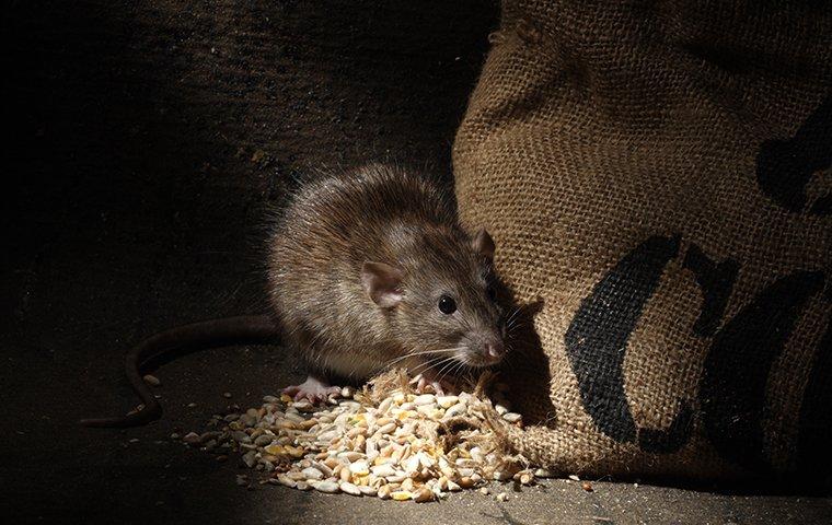 a norway rat eating outside of a pantry