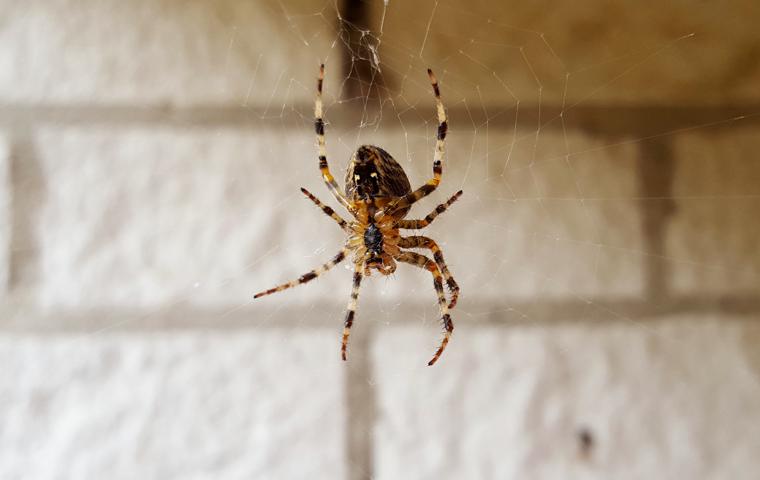 large brown striped spider descending from its web in arcata california