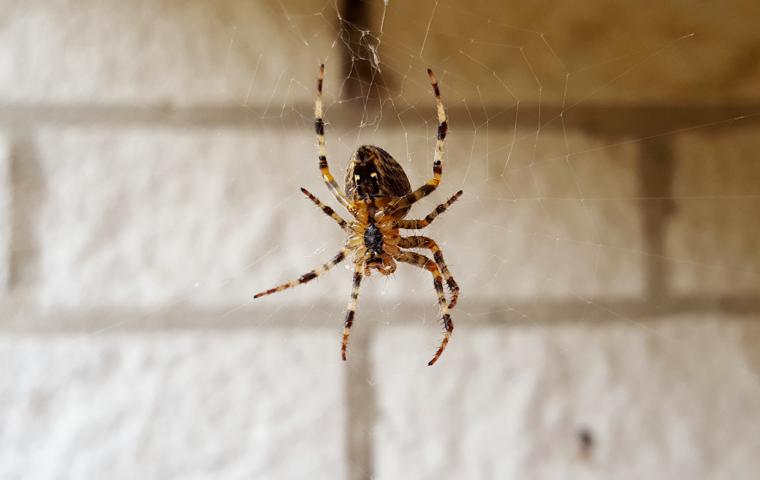 Spider Identification & Prevention