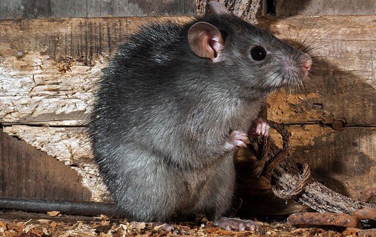 roof rat next to wood