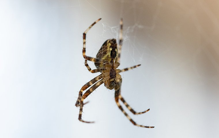 a spider hanging from a web