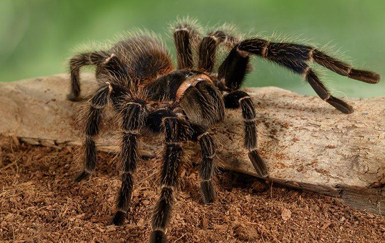 a tarantula crawling in a garden