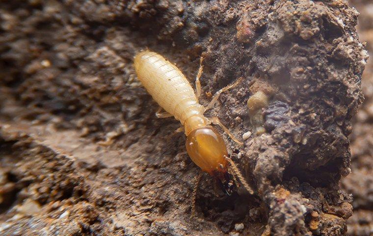 a termite crawling in chewed wood