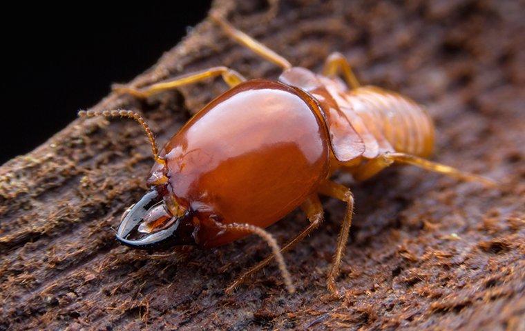 a termite crawling on rotten wood