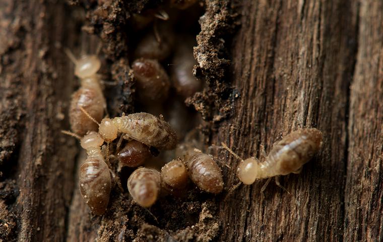 a large swarm of termites burrowing through a wooden structure on a property in eureka california