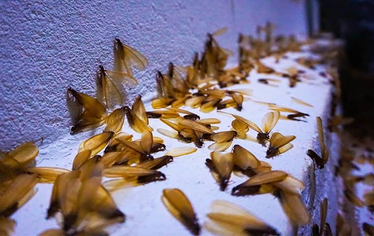 a very large colony of swarming termites infesting an Eureka home and damaging its wooden structures
