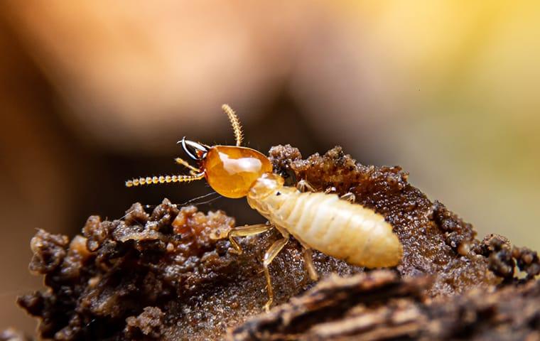 a termite infestation creating costly damage inside of an earika home during fall season