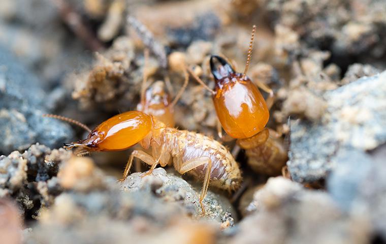 two adult termites emerging from the soil around a home in fortuna california