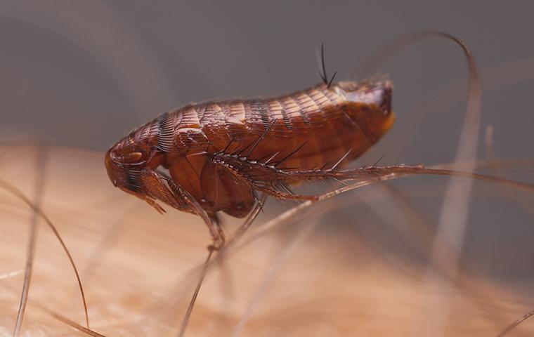 close up of a flea hanging onto human hair