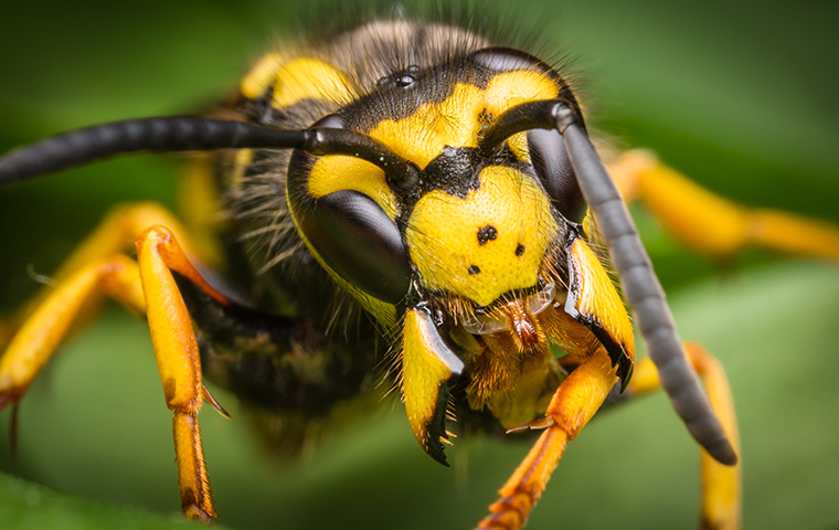 close up of a black and yellow stinging insect crawling on a leaf