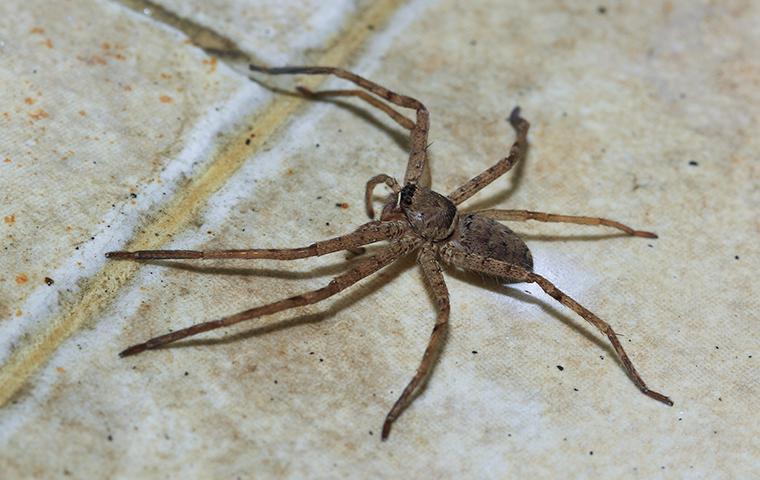 Spider Identification & Prevention