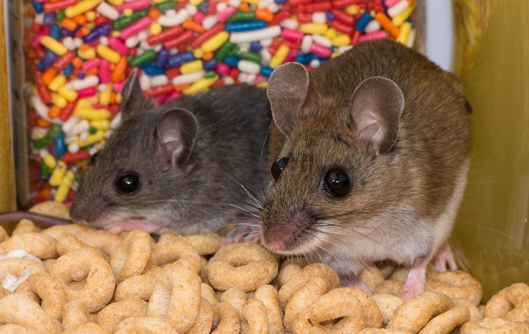 two brown mice crawling on breakfast cereal in a california home