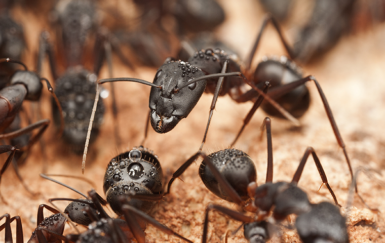 Ant Identification A Guide To Ant Control Prevention