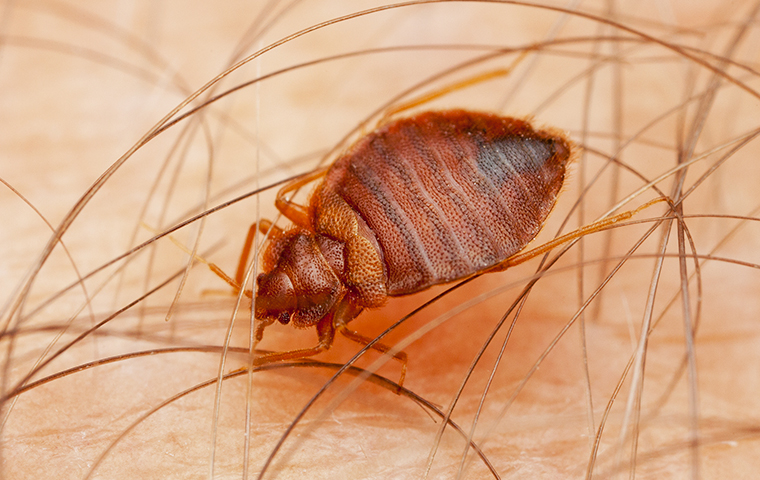 close up of a bed bug crawling on someones skin