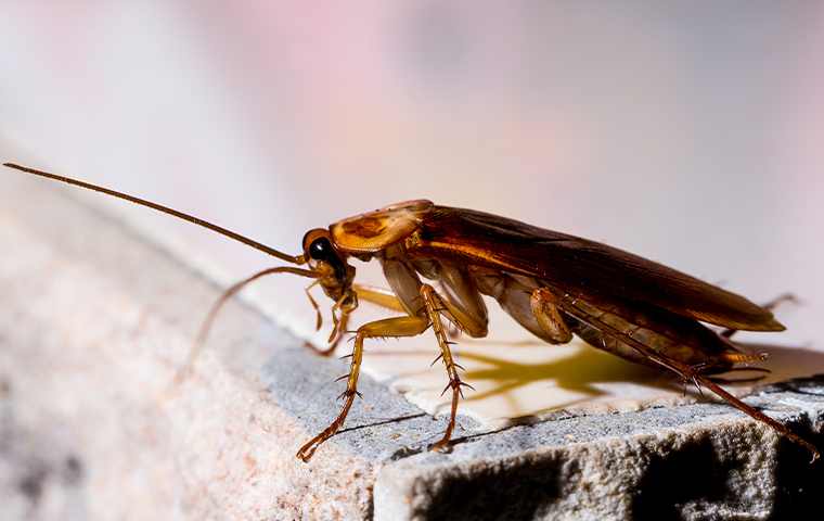 close up of a brown cockroach crawling on a california residential property