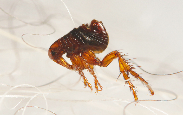 close up of a brown flea crawling through hair