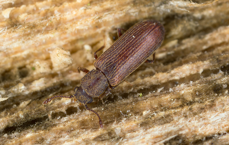 a powder post beetle crawling on damaged wood in california