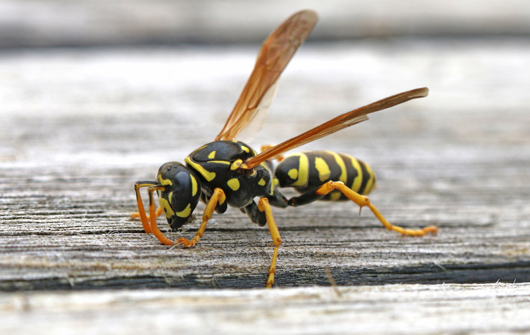close up of a black and yellow striped stinging insect