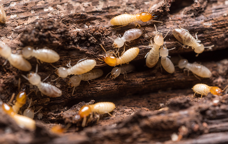 many termites crawling and damaging the wood of a california home