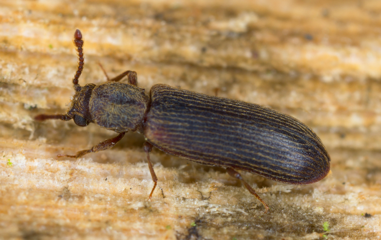 a powder post beetle crawling on damaged wood in fortuna