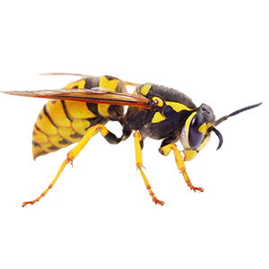 wasp in ferndale california