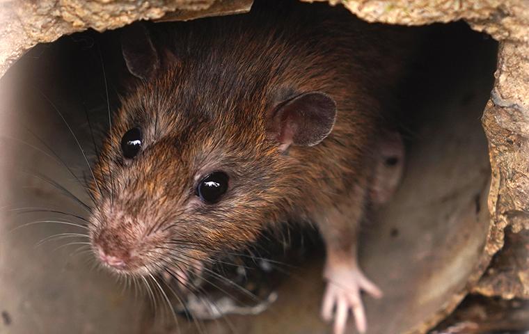 a brown rat crawling through a house drain pipe in eureka