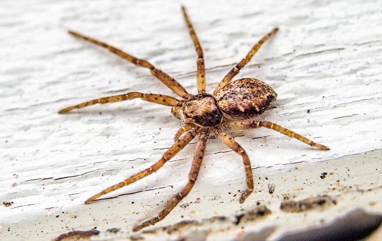a brown spider crawling on house siding in california