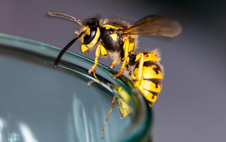 a yellowjacket wasp resting on the rim of a drinking glass