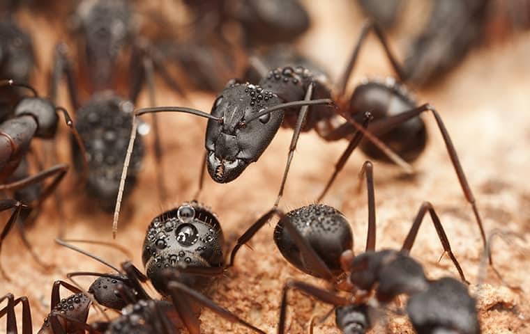 Ant Control In Southern Florida 