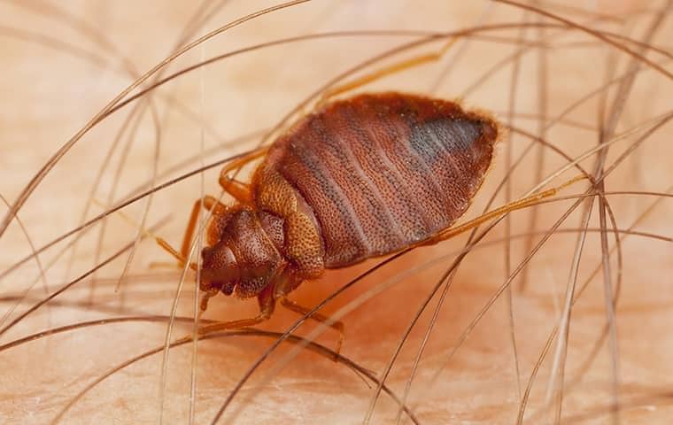a bed bug crawling on a person in royal palm beach florida