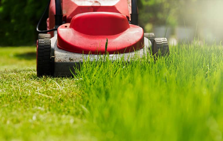 Cutting grass in cheap winter