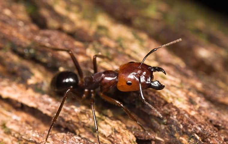 big head ant on a florida log