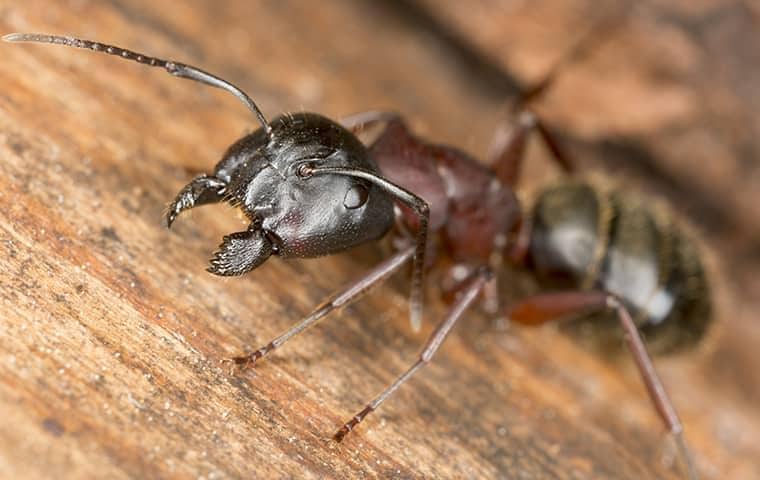 carpenter ant on a log