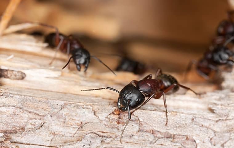 ants in a jupiter florida home