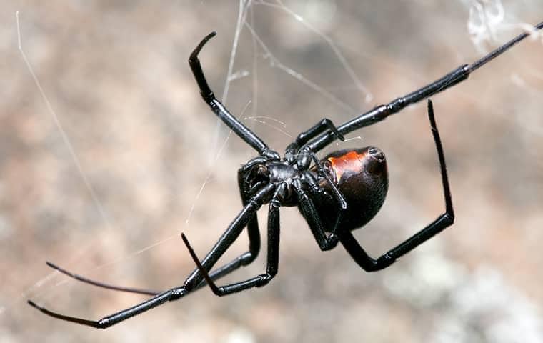black widow spider hanging from the porch of a florida home