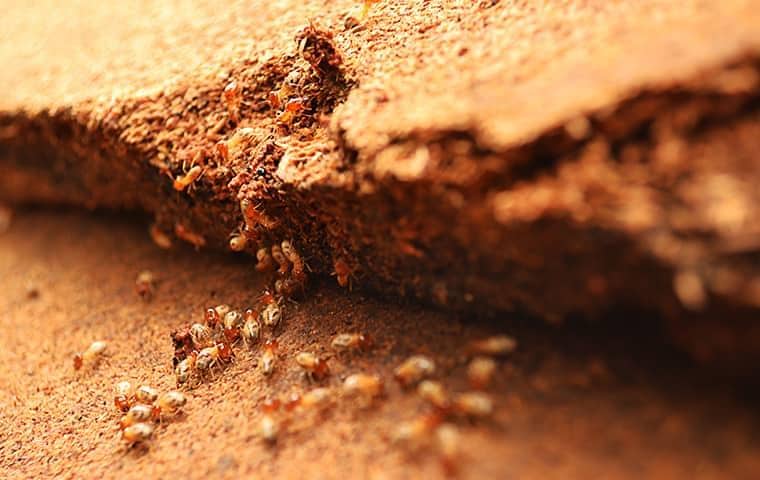 termites swarming a florida home